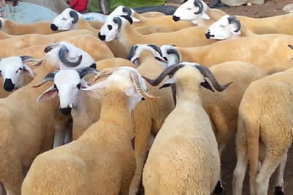 الإنتاج الحيواني بالمغرب: ركيزة أساسية للاقتصاد الفلاحي واستراتيجية للتنمية المستدامة